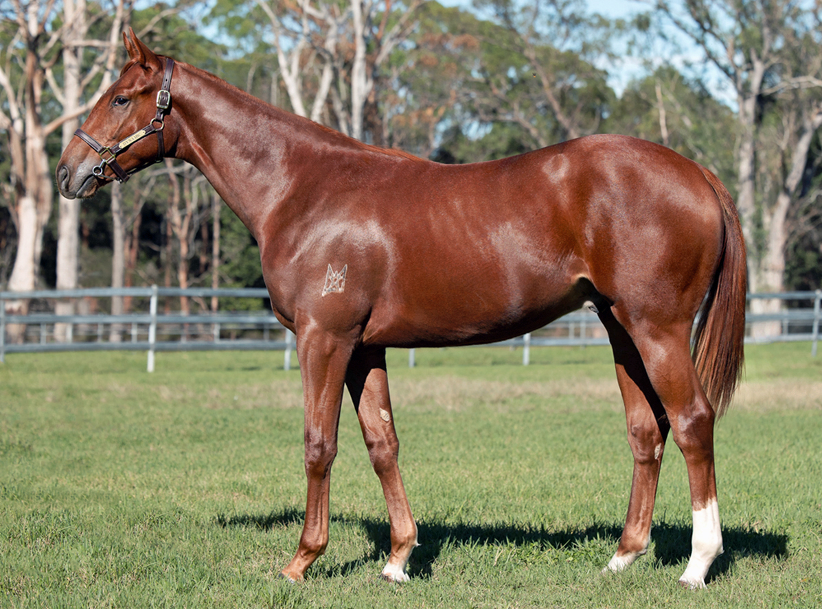 WRITTEN TYCOON 3/4 Brother to Champion CAPITALIST with CIARON